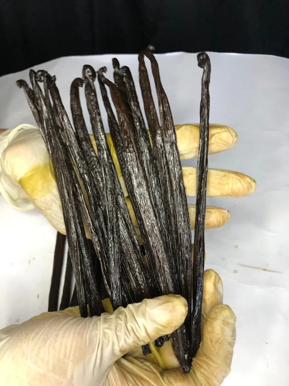 A handful of cured vanilla beans
