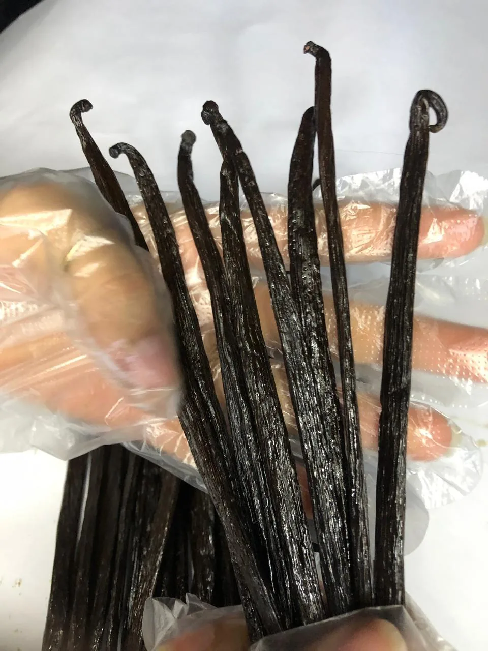 Cured vanilla beans with curled tips