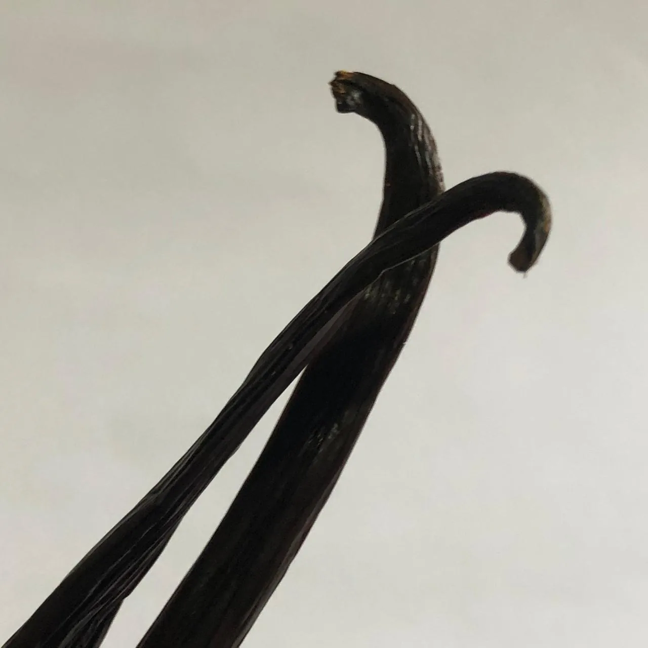 Close-up of two cured vanilla beans