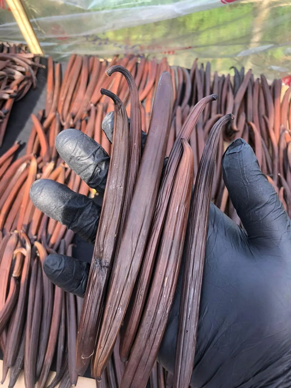 Reddish-brown vanilla pods during curing