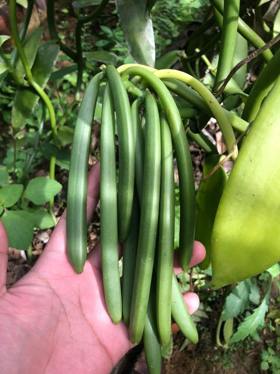 Green vanilla pods on the vine, held in hand