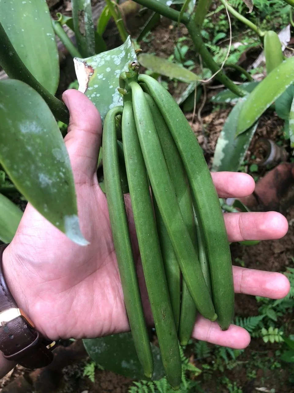 A bunch of green vanilla pods