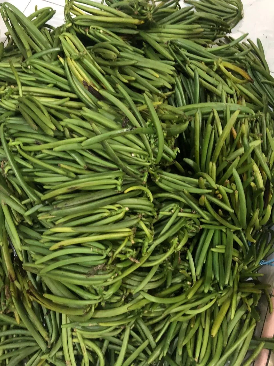 A pile of freshly picked green vanilla pods