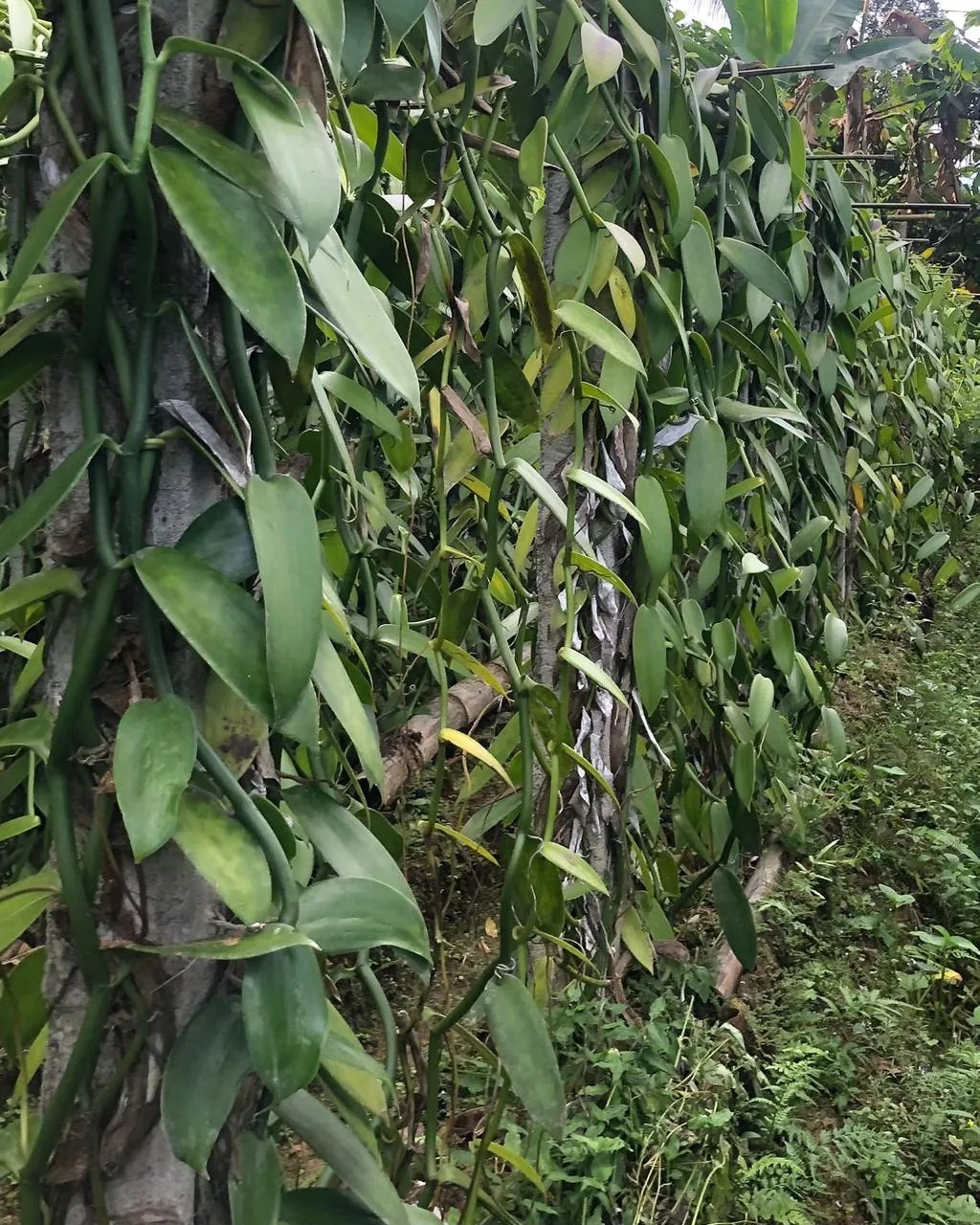 Vanilla vines growing on a trellis